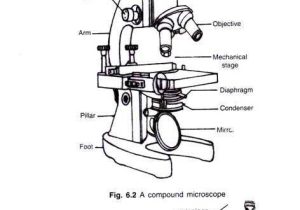 Microscope Labeling Worksheet as Well as 5 Important Types Of Microscopes Used In Biology with Diagram