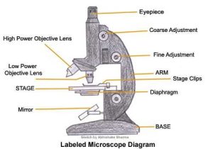Microscope Labeling Worksheet as Well as A Study Of the Microscope and Its Functions with A Labeled Diagram