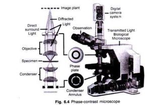 Microscope Labeling Worksheet or 5 Important Types Of Microscopes Used In Biology with Diagram