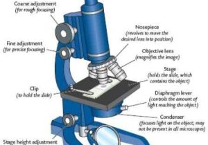 Microscope Labeling Worksheet together with 21 Best Pound Light Microscope Images On Pinterest