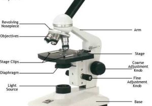 Microscope Labeling Worksheet together with How to Use the Microscope How to Make A Wet Mount Drawing