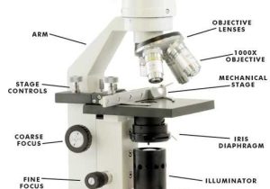 Microscope Labeling Worksheet with 22 Best Learnt Images On Pinterest