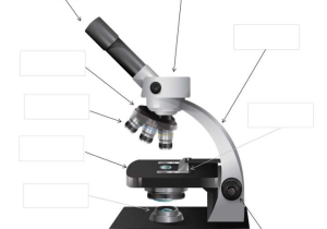 Microscope Parts and Use Worksheet Along with Parts Of A Microscope Free Printable