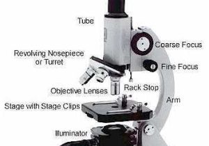 Microscope Parts and Use Worksheet Answer Key or the Parts Of A Microscope Science Lapbooks Activities