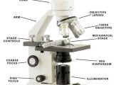 Microscope Parts and Use Worksheet Answer Key together with 22 Best Learnt Images On Pinterest