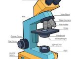 Microscope Parts and Use Worksheet Answer Key with Microscope Diagram Science Printables Pinterest