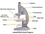 Microscope Parts and Use Worksheet Answers Along with A Study Of the Microscope and Its Functions with A Labeled Diagram