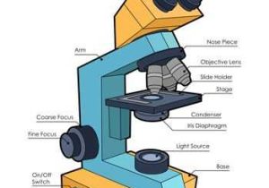 Microscope Parts and Use Worksheet Answers Along with Microscope Diagram Science Printables Pinterest