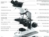 Microscope Parts and Use Worksheet Answers Along with Parts A Microscope Worksheet Answers Parts Microscope