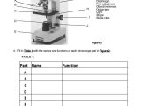 Microscope Parts and Use Worksheet Answers as Well as Using A Pound Light Microscope Lab Answers