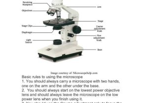 Microscope Parts and Use Worksheet Answers or How to Use A Microscope Worksheet Image Collections Worksheet Math