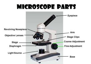 Microscope Parts and Use Worksheet Answers or Parts A Microscope Worksheet Answers Parts Microscope