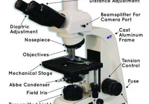 Microscope Parts and Use Worksheet or Mt4300l Led Trinocular Brightfield Biological Microscope Mt4000