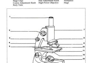 Microscope Parts and Use Worksheet with Microscope Worksheet Pdf Kidz Activities