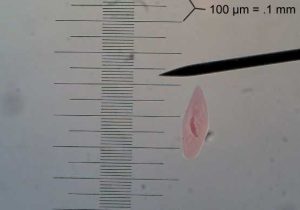 Microscopic Measurement Worksheet Also Measuring with the Microscope