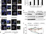 Microscopic Measurement Worksheet and Pten Modulates Egfr Late Endocytic Trafficking and