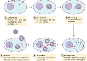 Microscopic Measurement Worksheet or the Viral Life Cycle