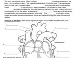 Middle School Science Worksheets Also 12 Best Circulatory System Images On Pinterest