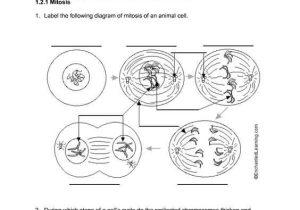 Mitosis Worksheet Answers Along with Cell Division Worksheets Animal Cell Cycle Best Biologie