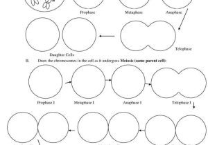 Mitosis Worksheet Answers together with 183 Best Genetics Images On Pinterest