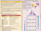 Molecular Genetics Worksheet Along with Molecular Biology