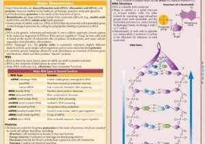 Molecular Genetics Worksheet Along with Molecular Biology