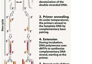 Molecular Genetics Worksheet and 268 Best Genetics Images On Pinterest