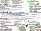 Molecular Genetics Worksheet as Well as Color Coded Notes Love It Mcat Stu S Pinterest
