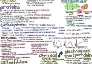 Molecular Genetics Worksheet as Well as Color Coded Notes Love It Mcat Stu S Pinterest