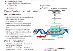 Molecular Genetics Worksheet with 363 Best Genetics Images On Pinterest