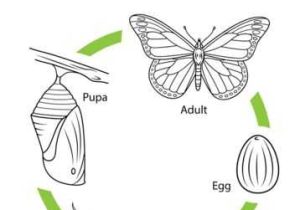 Monarch butterfly Worksheets Along with 20 Best Ø¯ÙØ±Ø§Øª Ø§ÙØ­ÙØ§Ø© Images On Pinterest