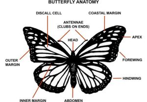 Monarch butterfly Worksheets Along with 7 Best Monarch Madness Images On Pinterest
