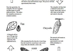 Monarch butterfly Worksheets Also 16 Best Activities & Lessons Images On Pinterest