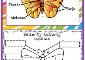 Monarch butterfly Worksheets as Well as butterfly Life Cycle
