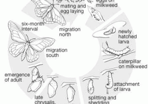 Monarch butterfly Worksheets together with butterfly Life Cycle Printable