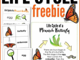 Monarch butterfly Worksheets with Monarch butterfly Life Cycle Printables