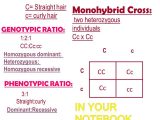 Monohybrid Cross Practice Problems Worksheet Along with Beautiful Monohybrid Cross Worksheet Best Monohybrid Homework