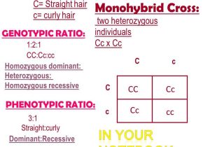 Monohybrid Cross Practice Problems Worksheet Along with Beautiful Monohybrid Cross Worksheet Best Monohybrid Homework