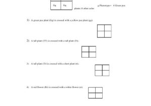 Monohybrid Cross Practice Problems Worksheet with Punnett Square Worksheet by Kpolson Via Slideshare