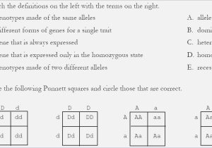 Monohybrid Cross Problems 2 Worksheet with Answers or Punnett Square Worksheet 1 Answer Key New Dihybrid Crosses Worksheet