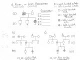 Monohybrid Cross Problems Worksheet with Answers Along with Genetics Pedigree Worksheet Answer Key Dimples