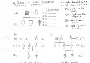 Monohybrid Cross Problems Worksheet with Answers Along with Genetics Pedigree Worksheet Answer Key Dimples