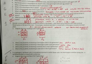 Monohybrid Cross Problems Worksheet with Answers Also 1 2 Jpg attredirects=0
