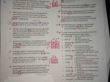 Monohybrid Cross Problems Worksheet with Answers and Key Genetics Practice Problems Packet P 6 16 Mrs Paulik S Website