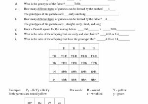 Monohybrid Cross Problems Worksheet with Answers with Pea Plant Punnett Square Worksheet Answers Gallery Worksheet Math