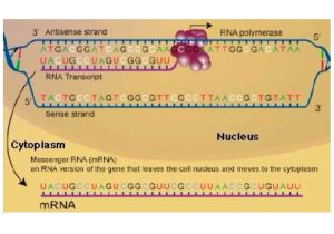 Mrna and Transcription Worksheet and Transcription by Rploeding
