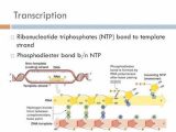 Mrna and Transcription Worksheet with Dna Transcription 6 Learn Genetics Transcription Biologica