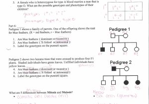 Multiple Alleles Blood Type Worksheet Answers and Genetics Pedigree Worksheet Worksheet Math for Kids