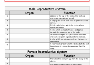 Multiple Alleles Blood Type Worksheet Answers and Google Search Human Reproductive System