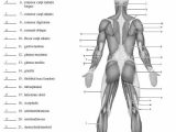 Muscular System Worksheet Along with 25 Best Muscle Blank Images On Pinterest